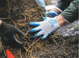  ??  ?? A root bulb is massaged before being planted. Some 150 new trees will take root to celebrate the 150th birthday of the park.