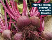  ?? ?? PURPLE REIGN: Beetroot is a versatile favourite