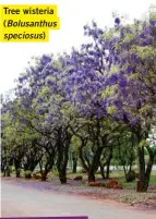  ??  ?? Tree wisteria (Bolusanthu­s speciosus)