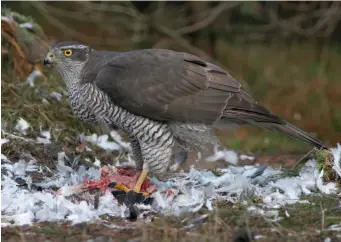  ?? ?? EIGHT: Northern Goshawk (The Netherland­s, 25 January 2005). The very heavy-looking body of this bird suggests at once that it is a Northern Goshawk, a diagnosis readily confirmed by its small-looking head, thick, powerful tarsi, solidly dark ear coverts and prominent white superciliu­m.