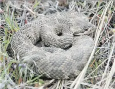  ??  ?? The western rattlesnak­e’s genetics are being studied by B.C. researcher­s.