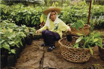  ??  ?? Malagos Chocolate also supplies planting materials for other cacao farms. ( NO)