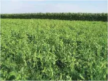  ??  ?? (From left): A cereal rye cover crop, one of many crops featured in the online Cover Crop Chart developed by ARS. A cover crop mixture that includes oat, proso millet, canola, sunflower, dry pea, soybean and pasta turnip. (Photos by Stephen Ausmus and...