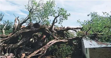  ??  ?? DAÑOS. Los vientos provocaron la caída de un árbol sobre una humilde vivienda en el sur de Honduras.