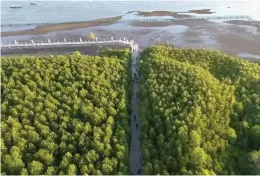  ?? (ALAMINOS CITY TOURISM/FACEBOOK) ?? The 448-meter long boardwalk at the Mangrove Park in Alaminos City.