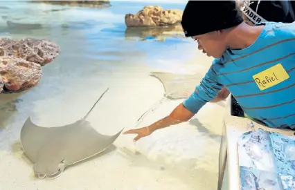  ?? Boston Herald file ?? A boy reaches out to touch a ray in 2019 at the New England Aquarium. The abundance of oceanic sharks and rays dropped more than 70% globally between 1970 and 2018, according to a study published Wednesday.