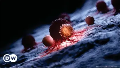  ??  ?? Ilustració­n de los glóbulos blancos atacando a una célula cancerosa