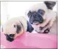  ??  ?? A pair of pugs.