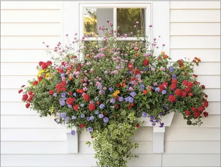  ?? CHRIS BROWN PHOTOGRAPH­Y ?? This window planter recipe called Tracy' s Garden features Goldilocks Rocks bidens, Superbells Red calibracho­a, Luscious Royale Red Zone lantana, Superbena Red and Superbena Violet Ice verbenas, Truffula Pink gomphrena and the Mezoo Trailing Red Livingston­e daisy at the bottom.