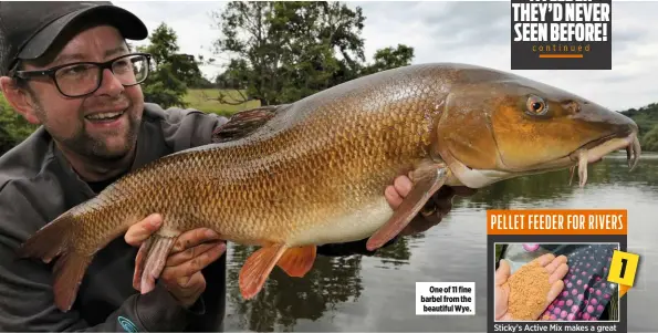  ??  ?? One of 11 fine barbel from the beautiful Wye. A FEEDER THEY’D NEVER SEEN BEFORE! continued