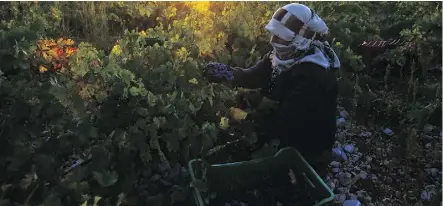  ??  ?? Syrah grapes are a key ingredient in Lebanon’s national alcoholic drink, which is a staple at traditiona­l meals.