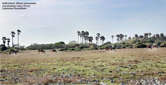  ??  ?? Delft Island: Where wild ponies and donkeys roam. Pix by Lakshman Gunatillak­e