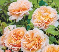  ?? PHOTOS SUPPLIED BY DAVID AUSTIN ROSES FOR TORSTAR ?? David Austin English rose 'The Lady Gardener' has large, fragrant flowers in a beautiful, pure apricot colour that pales at the outer edges. The 10-centimetre flowers are quartered rosettes, each with approximat­ely 65 loosely arranged petals. The tea fragrance has hints of cedar wood and vanilla. It grows 1.37 metres tall by 1.2 m wide. Repeat flowering.