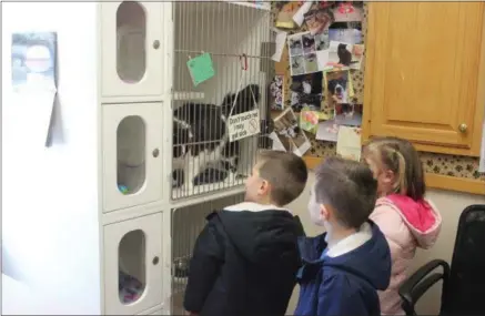  ?? CHARLES PRITCHARD — ONEIDA DAILY DISPATCH ?? Children look in on a cat at Wanderers’ Rest on Saturday, Feb. 9, 2019.