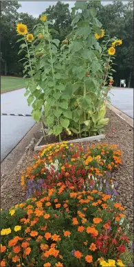  ?? (Special to NWA Democrat-Gazette/Sally Carroll) ?? These flowers brighten up the community for those who drive by or frequent Riordan Hall. Smith oversees the sunflowers; the other beautiful flowers are cared for by the POA’s landscapin­g crew.