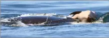  ?? The Associated Press ?? A baby orca whale is being pushed by her mother. The baby died soon after birth.