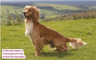  ??  ?? In the early stages of training get your dog to sit on the stop signal