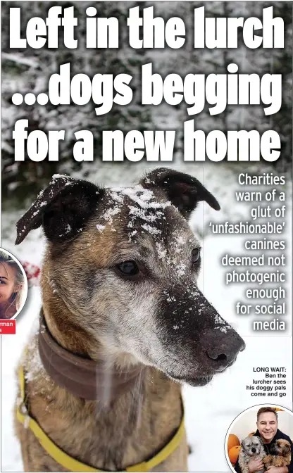  ??  ?? LONG WAIT: Ben the lurcher sees his doggy pals come and go