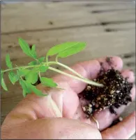  ?? TNS ?? When they get too large for the box, transplant each seedling to its own individual container.