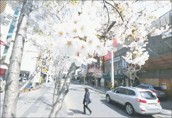  ??  ?? A woman walks on a street lined with cherry blossoms in Seoul, South Korea, on April 13. North Koreans crowded a Pyongyang flower show, packed theaters and pledged loyalty to their leader Friday
ahead of a key national holiday, while the top US...