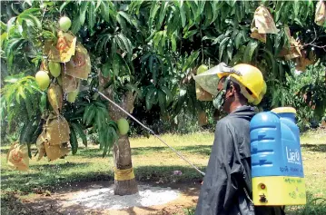  ??  ?? Spraying the hexanal spray on mangoes in the field in Sri Lanka. Pix by Indika Handuwala
