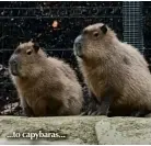  ??  ?? ...to capybaras...