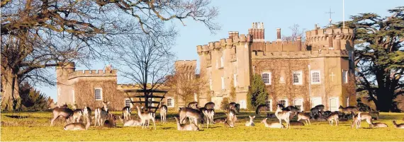  ?? CHARLIE BURRELL/FOR THE WASHINGTON POST ?? A herd of fallow deer, a type that has been living on the land for thousands of years, congregate­s at Knepp Castle.