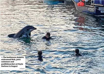  ?? Jo Quick ?? The bottlenose dolphin, nicknamed Nick, joins swimmers and paddleboar­ders at Hayle Harbour in August