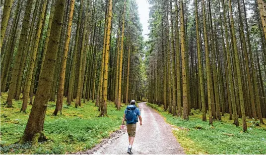  ??  ?? Bergauf geht es von Elmischwan­g aus nach Unterrotha­n. Doch durch den lichten Wald ist das kein anstrengen­der Marsch, sondern vielmehr eine idyllische Wanderung. Überhaupt galt das für weite Strecken der zweiten Etappe unseres Grenzgangs, die als...