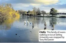  ??  ?? Chilly This family of swans walking on ice at Stirling University was snapped by Tony McGeever