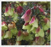  ??  ?? BELOW Illyarrie garden’s Pimelea physodes ‘Qualup Bell’.