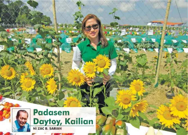  ??  ?? Ni Dorry Fadriquela ti Allied Botanical ken dagiti agsabsabon­gen a mulada a sunflower.