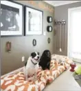  ??  ?? Homeowners can create a pleasant space to put pets if a guest isn’t comfortabl­e with animals.