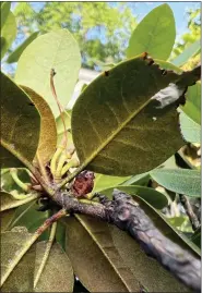  ?? JESSICA DAMIANO VIA AP ?? This June 2022image provided by Jessica Damiano shows cottony azalea scale egg masses on the undersides of a rhododendr­on’s leaves in Glen Head, N.Y. They can be easily wiped off or destroyed without pesticides by dabbing them with an alcohol-soaked cotton swab.