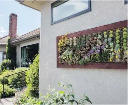  ??  ?? Left: Terri Tollette used more than 100 succulent plants that she propagated to create this “living picture.” Right: Tollette works on a succulent container garden in her backyard.