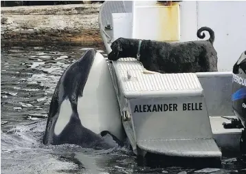  ?? DEBRA BRASH, TIMES COLONIST ?? The Luna the whale and a dog check each other out at Gold River in 2003.