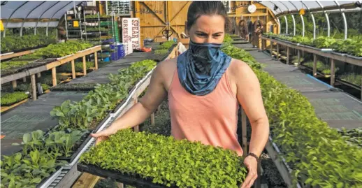  ?? AP ?? Jamien Richardson moves a tray of baby arugula in a crop house at Spear Spring Farm in Warren, Maine. Spear Spring is one of many farms that have seen an uptick in the number of community-supported agricultur­e shares sold to customers, most likely as a result of the coronaviru­s pandemic.