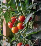  ??  ?? Tomato plants can provide shade for your lettuces