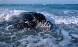  ?? Photograph: Mark Conlin/Getty Images ?? A leatherbac­k turtle in Florida.