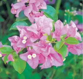  ?? ORLANDO SENTINEL FILE PHOTO ?? Some of the best-flowering bougainvil­leas are found in full sun with infrequent watering. If care is too good, the plants luxuriate and grow but with few blooms.