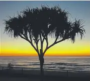  ?? Picture: NATHAN BEADLE ?? A tree gracefully silhouette­d.