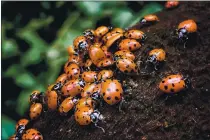  ?? JOSE CARLOS FAJARDO — STAFF PHOTOGRAPH­ER ?? Hikers on the Stream Trail at Oakland’s Reinhardt Redwood Regional Park can see thousands of ladybugs clustered along the boughs and leaves that edge the trail.