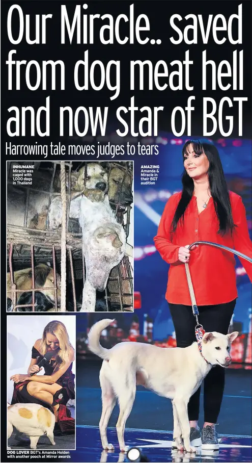  ??  ?? INHUMANE Miracle was caged with 1,000 dogs in Thailand
DOG LOVER BGT’S Amanda Holden with another pooch at Mirror awards
AMAZING Amanda & Miracle in their BGT audition