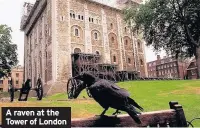  ??  ?? A raven at the Tower of London