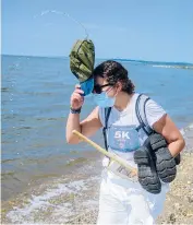  ??  ?? Julia Ellman cools off after hunting for ticks with Molaei in Stratford. Above, a Gulf Coast tick captured along the Connecticu­t shoreline. The species was once limited to Gulf Coast states but was discovered in Connecticu­t last year.