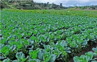  ??  ?? PATCHES of sugarloaf cabbages at Maria's Farm.