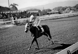  ?? ANTHONY MINOTT/FREELANCE PHOTOGRAPH­ER ?? BILLY WHIZZ claiming victory in the Royal Dad trophy at Caymanas Park on Saturday, October 9.