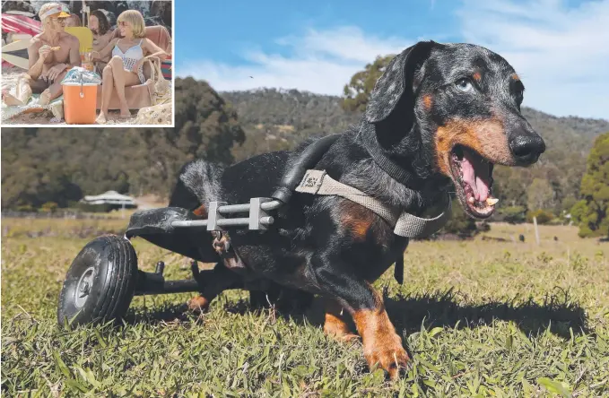  ??  ?? Krumm the miniature dachshund features in the movie Swinging Safari and (inset) Guy Pearce and Kylie Minogue on the set of the film. Pictures: GLENN HAMPSON