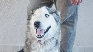  ??  ?? • Era utilizado como perro guardián y muy pocas veces era alimentado.