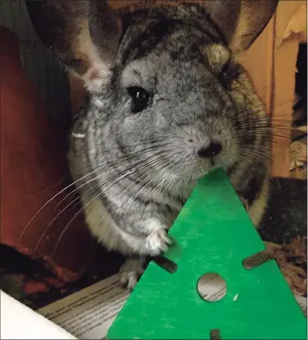  ?? Connecticu­t’s Beardsley Zoo / Contribute­d photo ?? Wiggles the chinchilla — elected as mayor of Connecticu­t’s Beardsley Zoo in Bridgeport in November — died Sunday from “advanced age,” the zoo said.